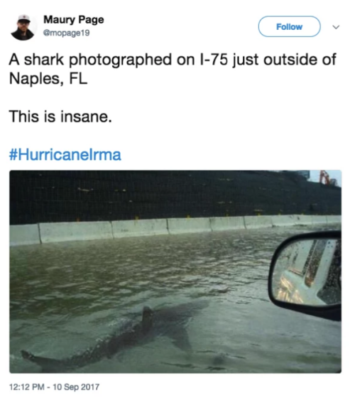 buzzfeed:This shark is a dedicated storm-chaser.