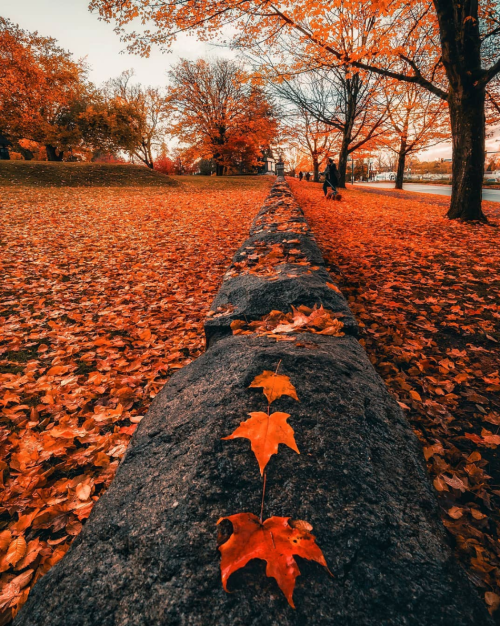 cozyautumnchills: by ansonsfoto 