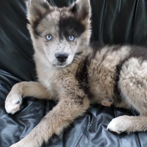 Meet Dany, a 9 week old Pomsky (Pomeranian-Husky Cross) who enjoys looking adorable while causing tr