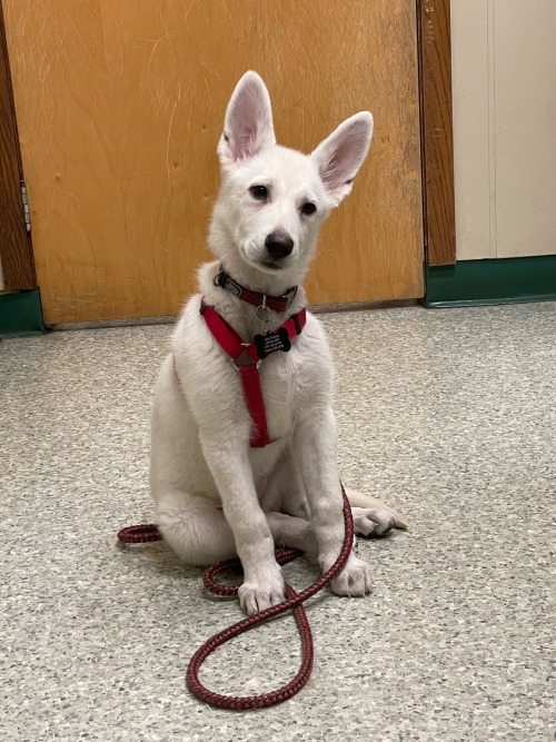 Sweet little Astrid had her first visit to the vet today, she was scared but the