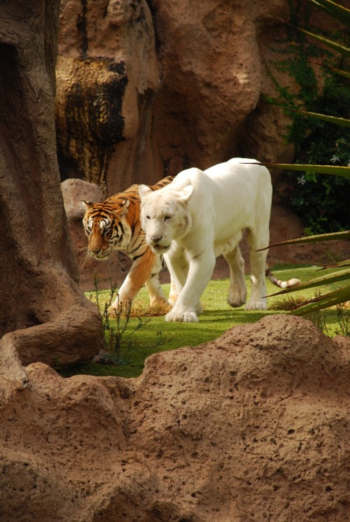 llbwwb:  Tigers by zebranews 