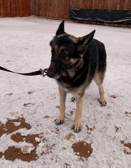 Snow!Dogs!Dogs in snow!!!