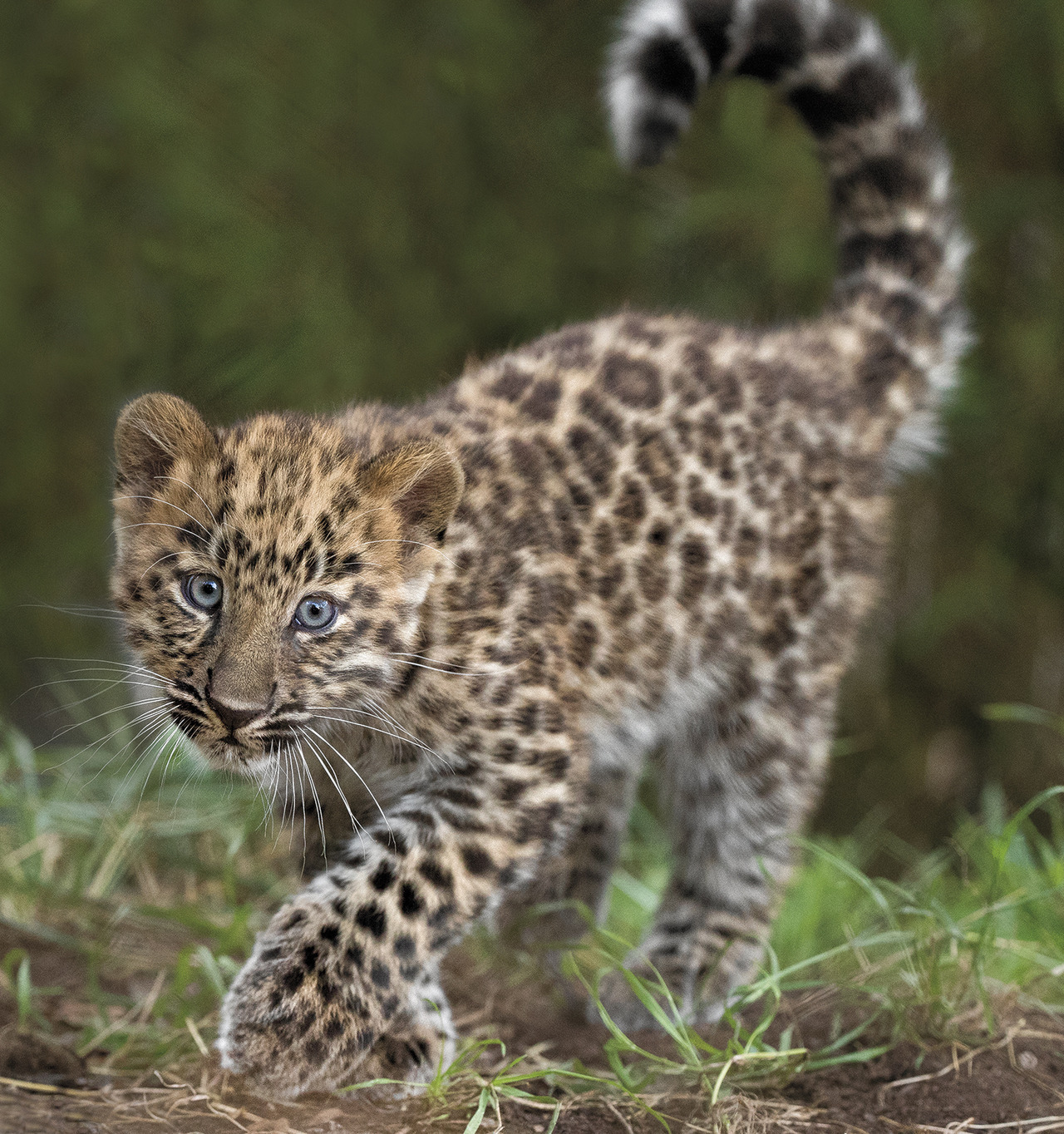 sdzoo: While these precious  balls of fluff are certifiably cute, they also represent