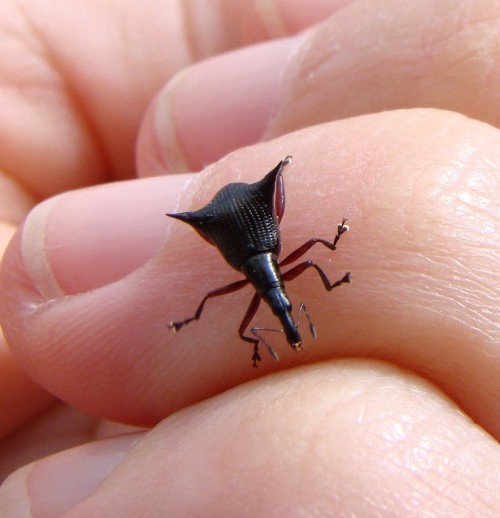 onenicebugperday:Two-spined weevil, Nyxetes bidens, Curculionidae Found only in New ZealandPhot