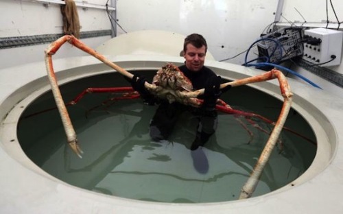 Me (I wish) spooning with japanese spider crab