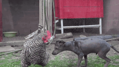 gifsboom:  El major gif para mi 