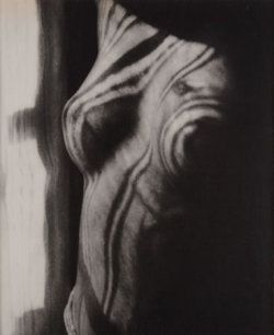 illinear:  Man Ray - Torso