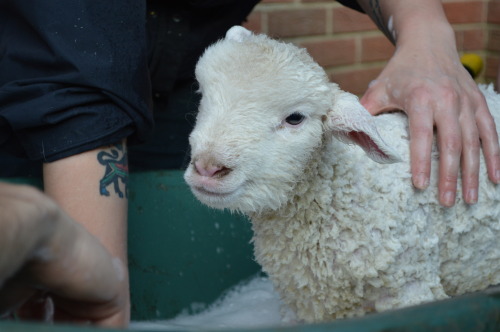 This week we gave our bottle-fed lambs a bath. They were not terribly impressed with their wheelbarr