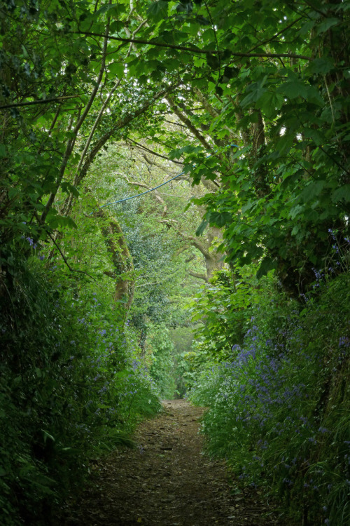 unwrittennature: Path (by Tim Green aka atoach)