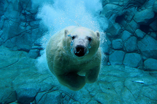 nvnjaturtle:  Polar Bear Dive by Snelvis on Flickr. 