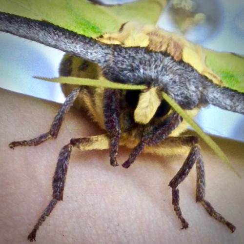 African Moon Moth (Argema mimosae) ♀I love when moths hold their 1st pair of legs like this. 