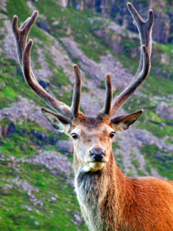 funkysafari:  Scotland Deer by pimpmasta