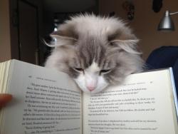 awwww-cute:  Whatchya readin’?