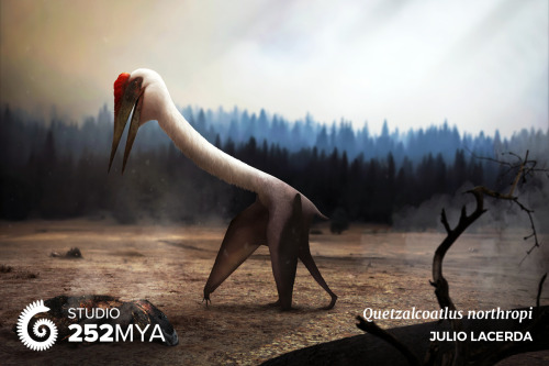 252mya:Quetzalcoatlus northropiArtwork by Julio Lacerda / @paleoartThis giraffe-sized pterosaur was 