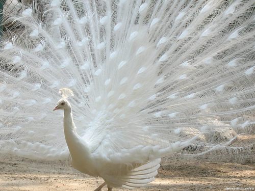 darksideoftheshroom:albino peacock