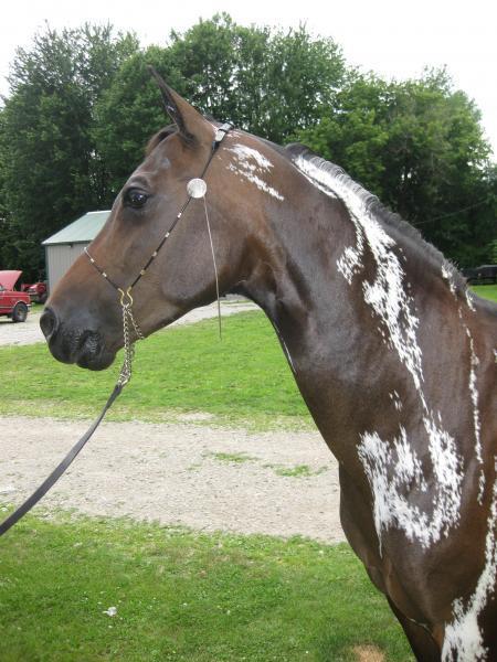 itsdetachable:mango-pup:all-the-horses:DA Remote ControlTriften x DA AddictionPartbred Arabian, Mare