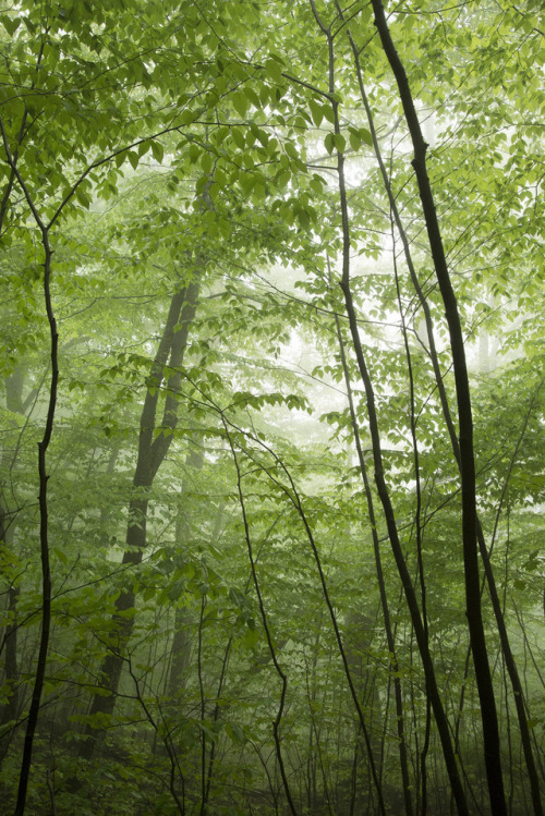 Spring Forest in Mist by Heather Cormons