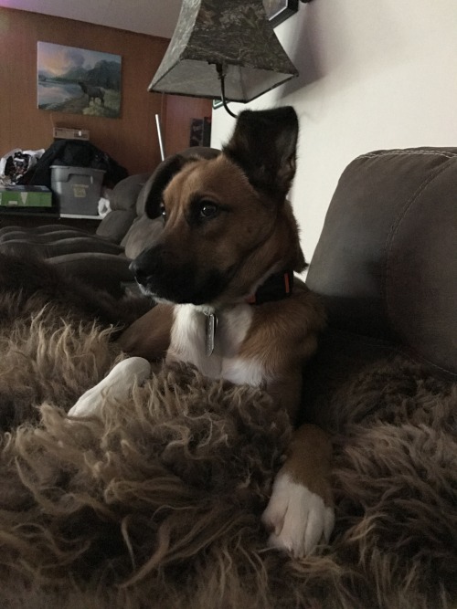 My pup is being very photogenic right now , love her ❤😍