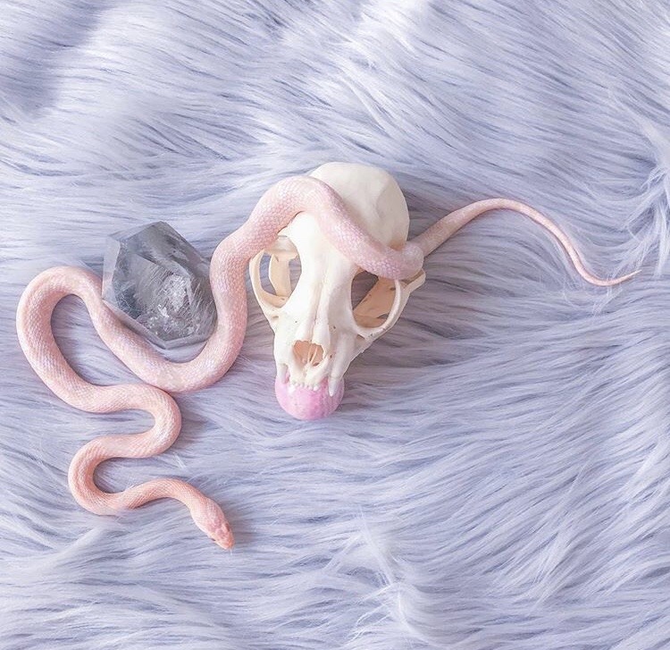 kaiju-constellations:  mothermoonie:  The Rose Serpent   @shadowthorne 