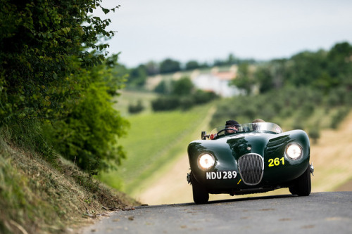 Jaguar c-type Fonte tinamotta.tumblr.com