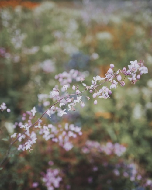 Instagram | Thewildwoodmoth