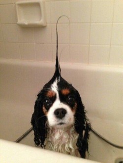 abracadang:  there’s a puppy in the tub