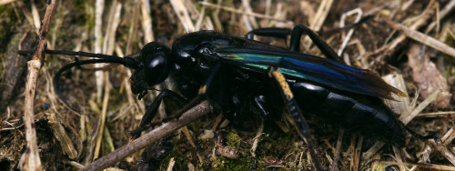 A large, glossy spider-hunter wasp from near Lake Taupo, NZ.