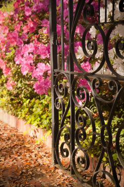 hueandeyephotography:  Garden Gate in Spring,