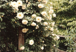 albertising:  “The Climbing Rose at my Chidhood Home” by: grnhswgrdn