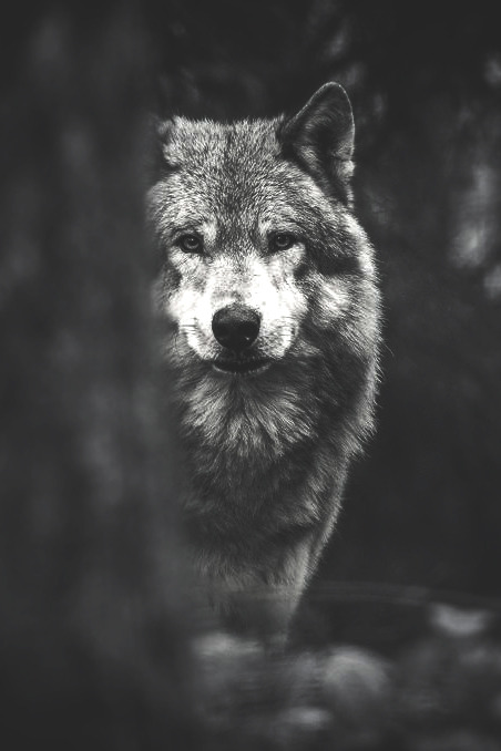 Porn photo wavemotions:  Wolf