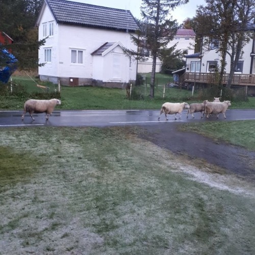 Woke up to this❄ #sheep #snow #winteriscoming #northernnorway #nordnorge #norwegen #norge #troms #no