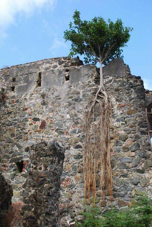 milkywayrollercoaster:  Nature Doesn´t Give Up photos web 
