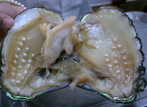 peachmilkhotel: congenitaldisease: Pearls inside an oyster. this is so cool