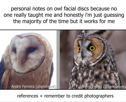 lillytr: some vaguely coherent notes on owl facial discs because they were the hardest part of the b