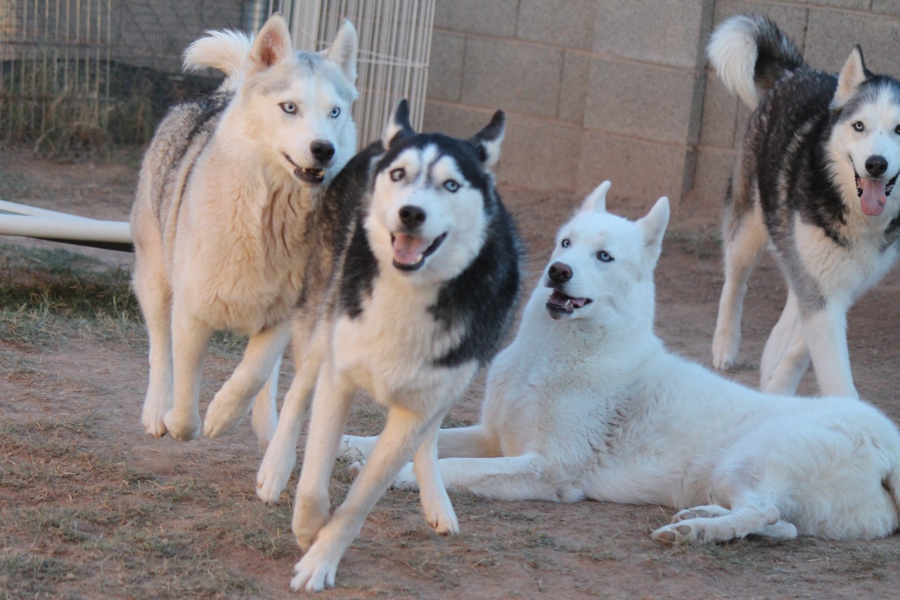 6woofs:  K vs. T Results: TIE. 