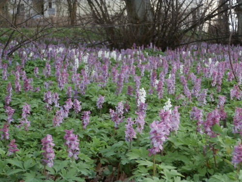 reasonsyousmile:  So. Viele. Blumen.  Wow. 