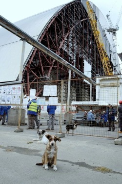 themarinerscutlass: the-reckless-ronin:   enrique262:  Stray dogs at Chernobyl’s New Containment Building.  Workers are instructed to stay away from them and not to pet them, as having been born and raised in the Zone of Alienation they’re considered