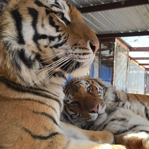 Porn Pics awesome-picz:    Sick Tiger Cub Weighting