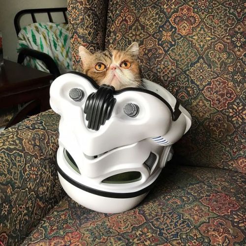 adelphicoracle:mostlycatsmostly:glamdring_catAren’t you a little short for a stormtrooper?