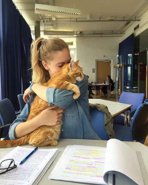 catsbeaversandducks: Cat Comes to University Every Day So She Can Rescue Students with Cuddles For years, the University of Augsburg in Bavaria, southern Germany, has played host to a very special visitor: a little ginger cat whose only mission is to