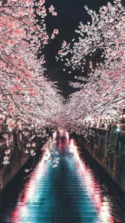 sakura tree aesthetic | Tumblr