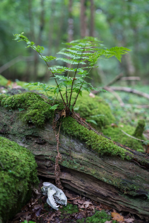 stephenearp:Badger &amp; Fern