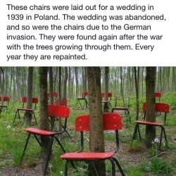trishcausey:  Chairs set out for a wedding