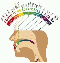 transwrath: tinsnip:  morganoperandi:  mapsontheweb: Phonetic Map of the Mouth.  I remember doing this as a theatre exercise. Make all those sounds, in order, so you can feel it moving further back into your mouth. Then, reverse it.  Oh, *excellent.*