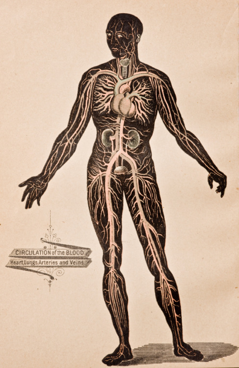 Unknown Artist - DVT Antique Medical Illustration, Circulatory Systems