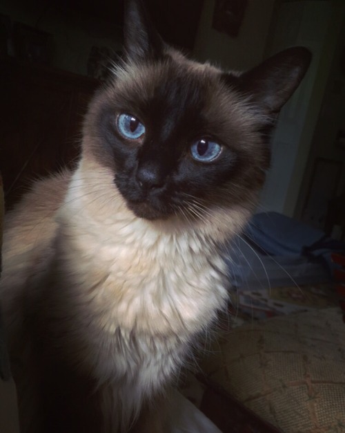 fuckyeahfelines - my handsome little siamese boy(submitted...
