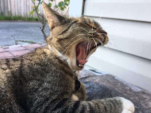 peanut-the-avenger: tongue curling yawn
