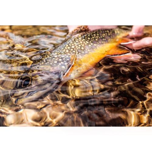 schnitzerphoto:  Brookie release. Colorado high country summer. #flyfishing #brookie #trout #summer 