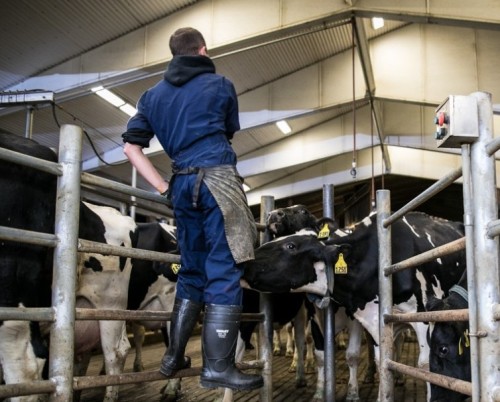 Irish Farmer into Wellies & Overalls