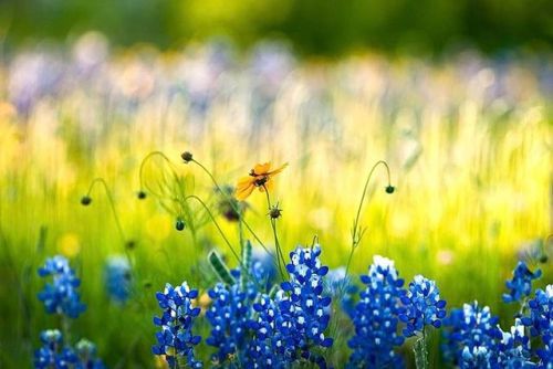 The road to Castell in the Texas Hill Country | by Theresa DiMenno